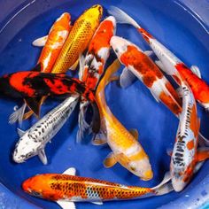 a blue bowl filled with lots of different colored koi fish