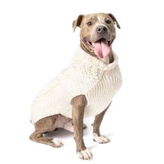 a brown and white dog wearing a sweater with its tongue out sitting on the ground