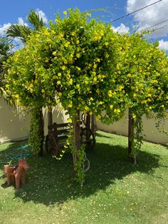 a tree with yellow flowers is in the yard