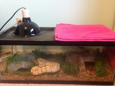 an aquarium with rocks and plants in it next to a pink towel on the floor