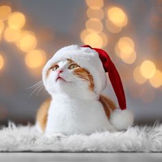 a cat wearing a santa hat on top of a fluffy white rug with lights in the background