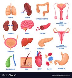 the anatomy of the human body and its organs, including lungs, stomachs, livers