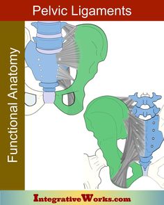 an image of the pelvicc diagrams for anatomy and functional functions in medical practice