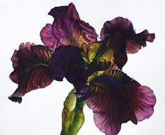 an image of purple flowers on a white background