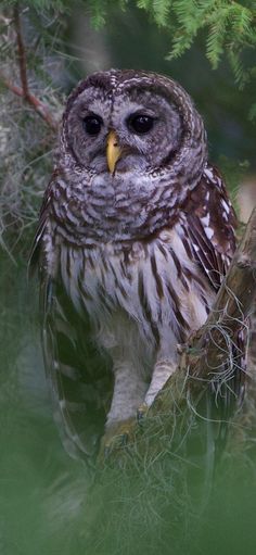 an owl perched on top of a tree branch