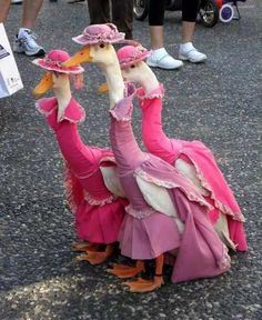 two ducks dressed in pink dresses and hats are sitting on the ground with their feet up