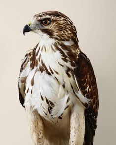 a brown and white bird sitting on top of a table