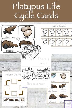 the printable playpuus life cycle cards for children to learn how to use them