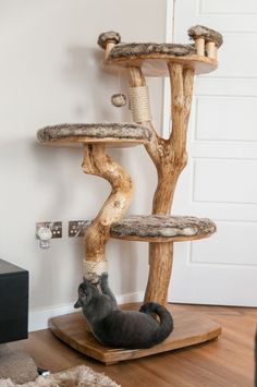 British short hair blue kitten playing rough with cat nip ball and scratch post, on his new handmade wooden cat tree. Cat Tree Designs, Chat Diy