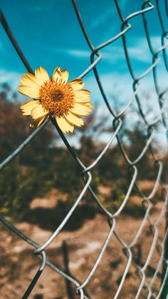 a yellow flower sitting on top of a metal fence next to a dirt field with trees in the background