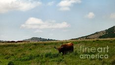 there is a cow that is standing in the grass and looking at the camera man