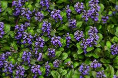 purple flowers with green leaves in the background