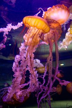 jellyfish swimming in an aquarium tank with purple and yellow colors on the water,