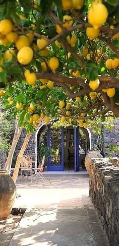 there is a lemon tree with many fruits growing on it and the words written below