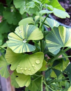 a plant with green leaves and water drops on it