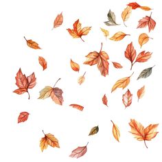 watercolor fall leaves on white background