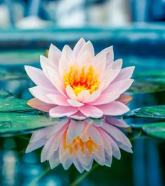 a pink waterlily floating on top of a green leafy pond filled with water