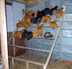 chickens and cats in a chicken coop on a ladder