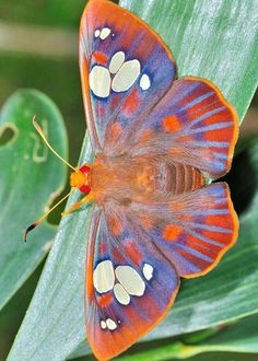 an orange and blue butterfly with white spots on its wings sitting on a green leaf