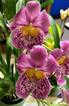 three purple flowers in a green pot on a table next to other plants and succulents