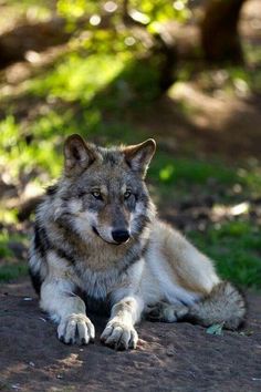 Facts About Wolves, Wolf Hybrid, Wolf Stuff, Dire Wolf