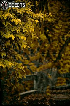 the bench is surrounded by yellow leaves