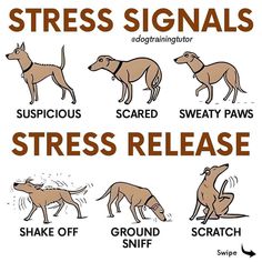 Take them out frequently, ideally every hour, to avoid accidents and help them associate the potty spot with relieving themselves. Positive reinforcement is key. Every time your dog successfully uses the potty spot, reward them with lots of praise or a treat. This reinforces good behavior. Dog Behaviorist, Dog Body Language, Training Ideas, Dog Language, Bad Behavior