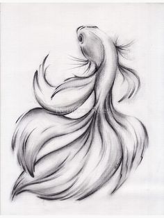 a pencil drawing of a siamese fish with long tail and large, wavy hair