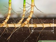 the roots of bamboo are shown with arrows pointing up to it's top and bottom