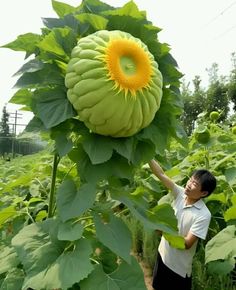 a man standing next to a giant sunflower on top of a lush green field