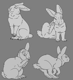 four rabbits sitting and standing in different positions