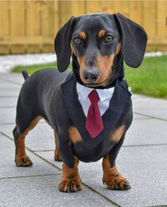 a black and brown dog wearing a suit with a red tie on it's neck