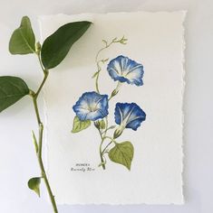 a blue flower with green leaves on a piece of paper that says, morning glory