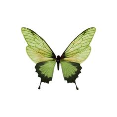 a green and yellow butterfly flying through the air