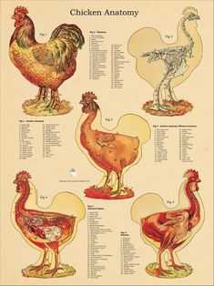 an image of chickens and roosters that are labeled in the diagram on this poster