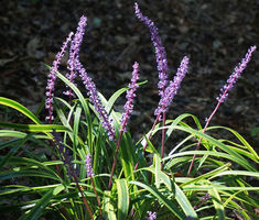 Monkey Grass  Seeds Liriope Muscari Seeds Gerbera Jamesonii, Lily Turf, Edging Plants, Growing Lavender, Creeping Jenny, Flower Spike