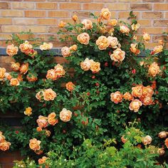 an orange rose bush in front of a brick wall