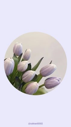 purple tulips are arranged in a circle