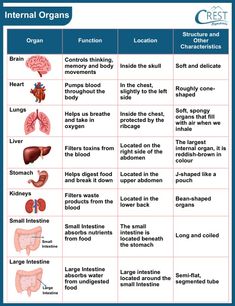 the organ system worksheet for kids to learn organs and their functions in order to understand