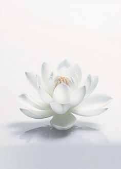 a large white flower sitting on top of a table