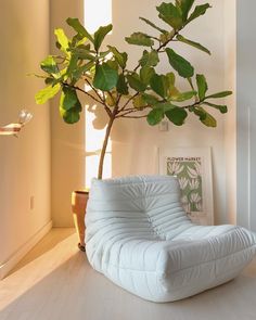 a white couch sitting next to a potted plant on top of a hard wood floor