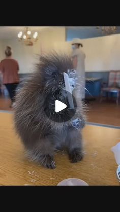 a small animal sitting on top of a wooden table