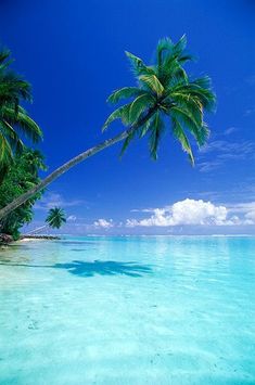 two palm trees on the beach with clear blue water