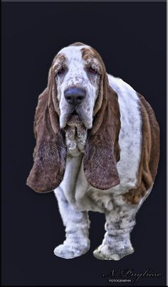 a brown and white dog standing on top of a black background