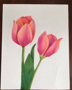 two pink tulips are shown on a white paper with green stems in the foreground