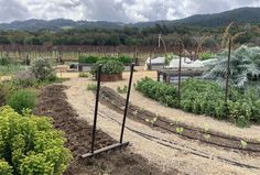 an outdoor garden with many plants growing in the ground and fenced off area next to it