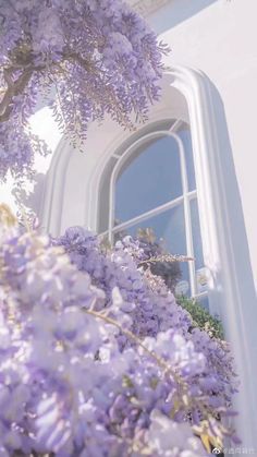 purple flowers growing on the side of a white building with a large window in it