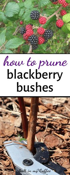 a blackberry bush with the words how to prune blackberry bushes