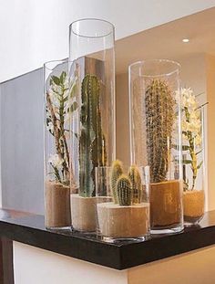 there are many different types of plants in the vases