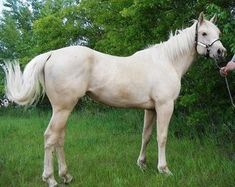 a white horse standing on top of a lush green field next to a man holding a rope